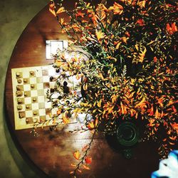 High angle view of flower tree