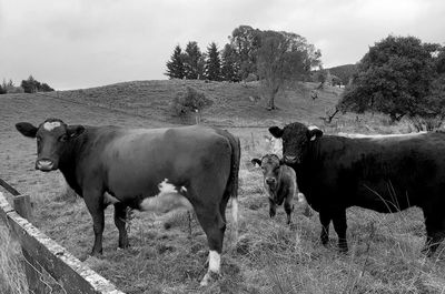 Cows grazing in a field