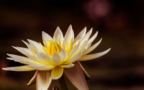 Close-up of flower against blurred background