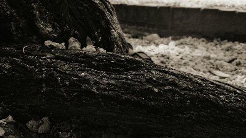 Close-up of rock on tree