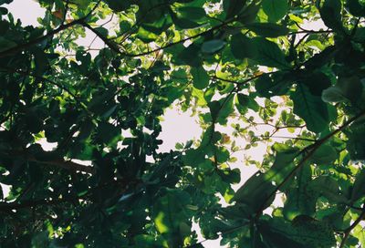 Low angle view of trees