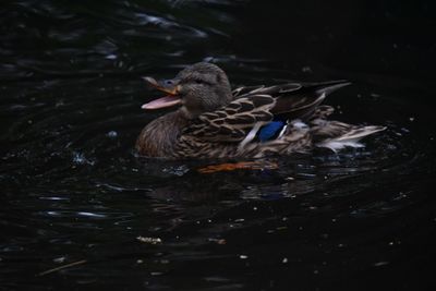 Close-up of duck swimming in lake