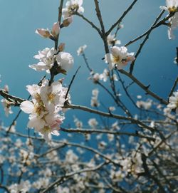 Close-up of cherry blossoms in spring