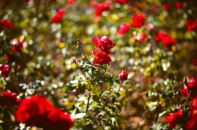 Close-up of red roses