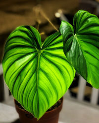 Close-up of potted plant leaves