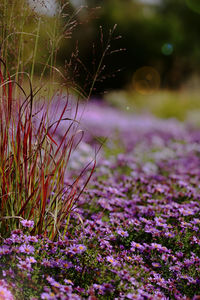 Close-up of purple crocus flowers on field