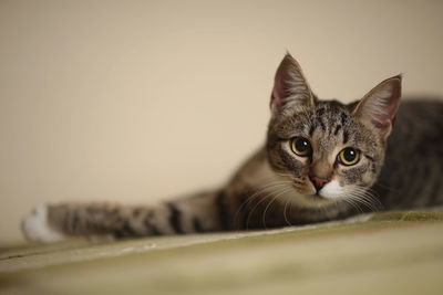 Close-up portrait of a cat