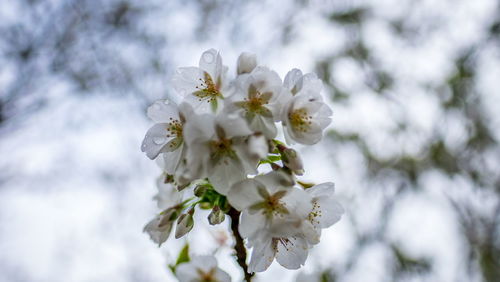 Low angle view of white flowers