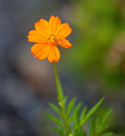 Close-up of orange flowering plant