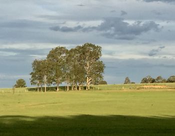 Trees on field against sky