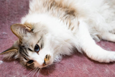 Close-up of a cat resting