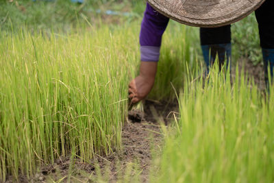 Full length of senior woman standing in farm