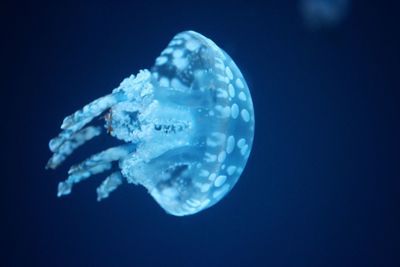 Close-up of jellyfish against blue sky