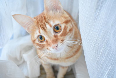 Portrait of cat on table