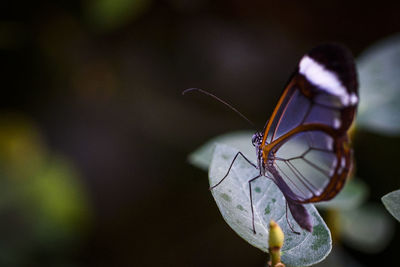 Schmetterling auf einem blatt im schmetterlingshaus - maximilianpark - g-town-pictures