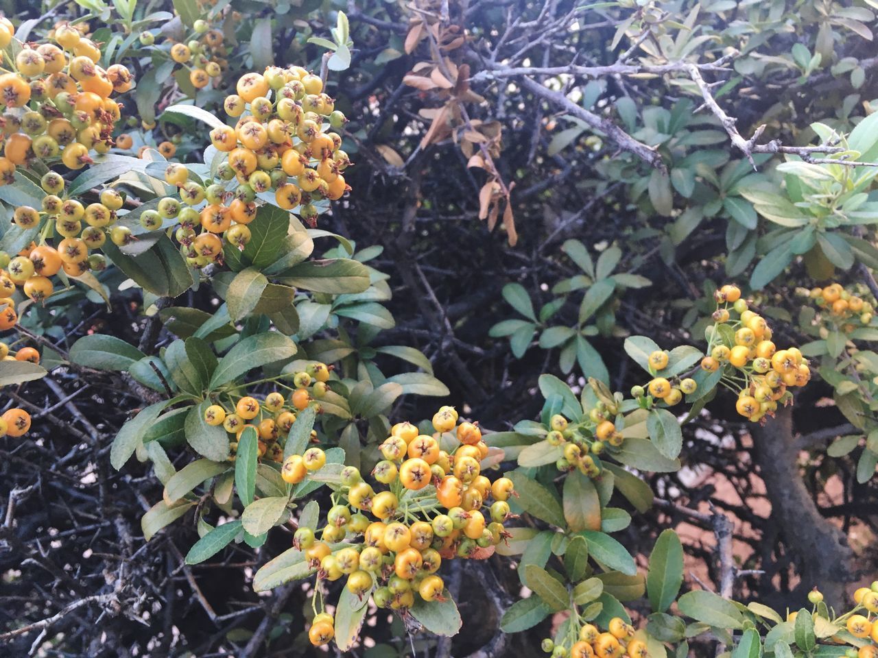 CLOSE-UP OF YELLOW FLOWERING PLANTS