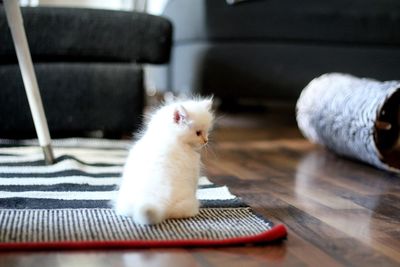 Close-up of cat sitting on sofa at home