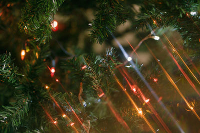 Close-up of christmas tree at night