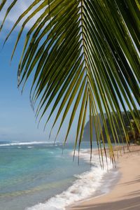 Palm tree by sea against sky