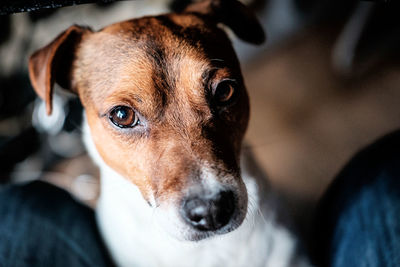 Close-up of dog