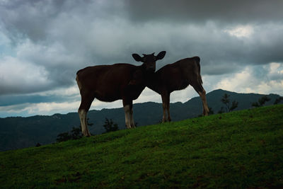 Horse standing on field against sky