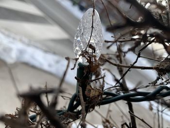 Close-up of snow on plant