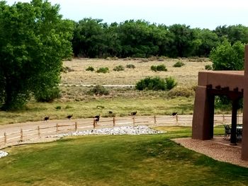 Trees on grassy field