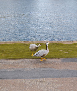Geese by calm water