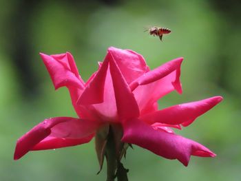 Close-up of bee pollinating on flower