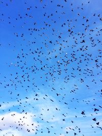 Flock of birds flying against blue sky