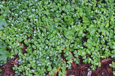 Full frame shot of fresh green plants