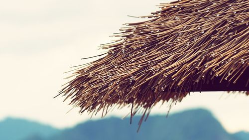 Close-up of wet plant against sky