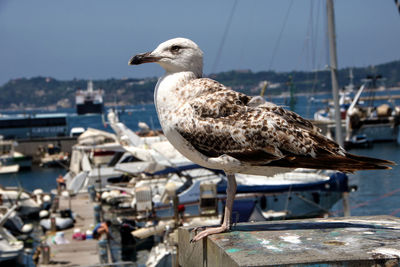 Seagull perching on a harbor
