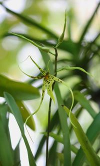 Close-up of insect on plant