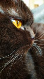 Close-up of cat looking away