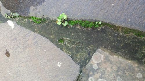 Close-up of plants