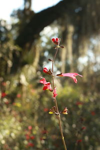 Close-up of pink flowers