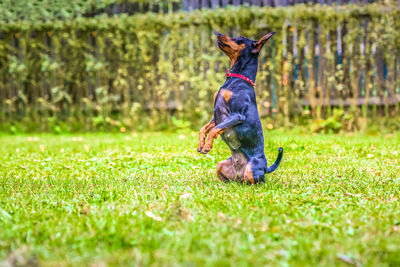 Outdoor portrait of a miniature pinscher dog