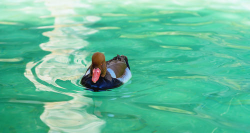 View of duck swimming in lake