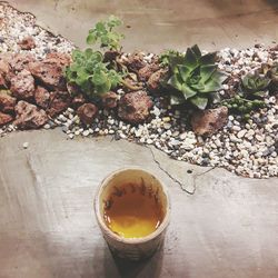 High angle view of potted plant on table