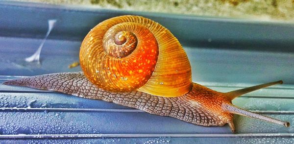 Close-up of snail on table