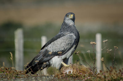 Close-up of bird perching on field