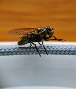 Close-up of housefly on metal