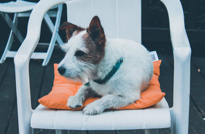 Close-up of a dog looking away