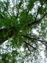 Low angle view of trees in forest