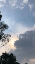 Low angle view of tree against sky