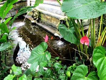 High angle view of lotus water lily in pond