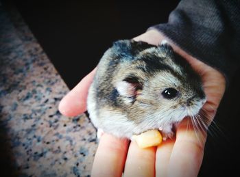 Cropped hand of person holding chinchilla