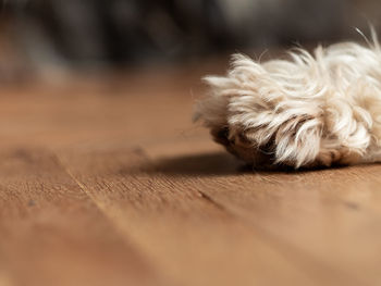 Dog's paw with claws on wooden floor selective focus. the hind leg nails. pets grooming, treatments 