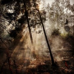 Sunlight streaming through trees in forest